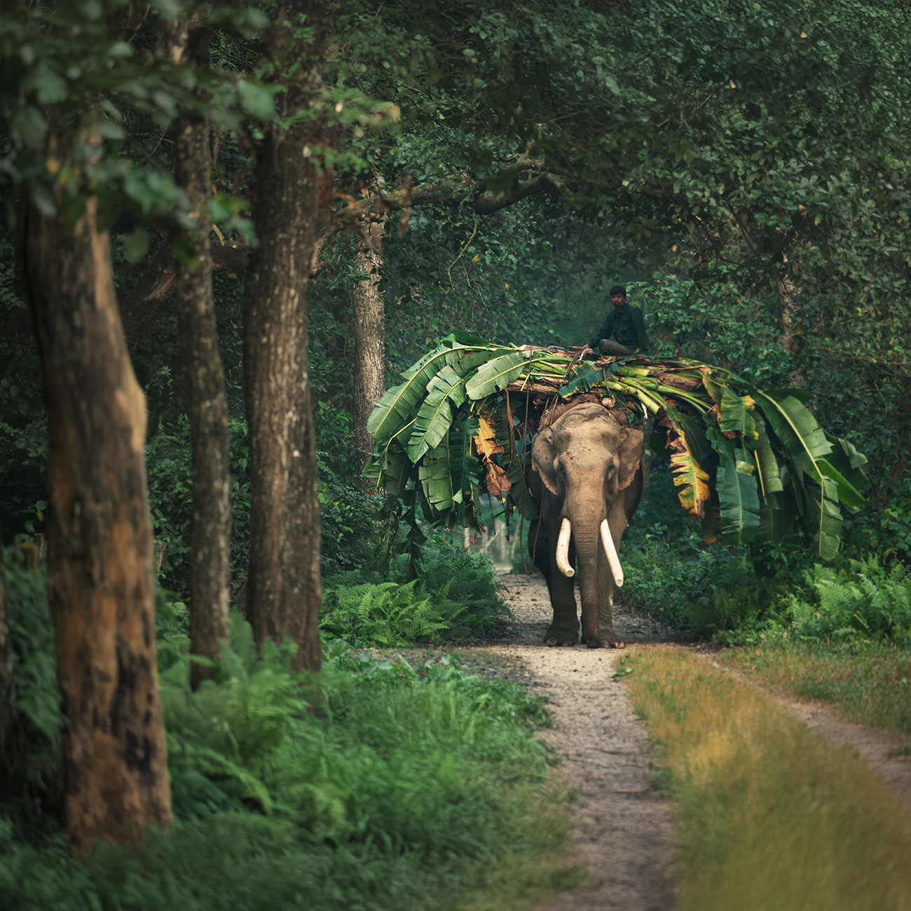 One-friendly elephant seen during jungle safari in Chitwan National Park, Nepal